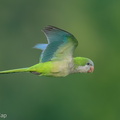Monk Parakeet-250416-103FRYAP-FYA05642-W.jpg