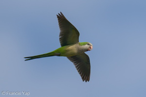 Monk Parakeet-250819-119FRYAP-FYA07829-W.jpg (471 visits) Monk Parakeet at Marina East Drive Monk Parakeet-250819-119FRYAP-FYA07829-W.jpg