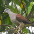 Mountain Imperial Pigeon-170101-108EOS1D-F1X25927-W.jpg