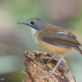 Mourning_Babbler-120330-110EOS1D-FYAP2514-W.jpg