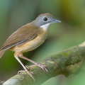 Mourning_Babbler-150408-120EOS1D-FY1X4648-W.jpg