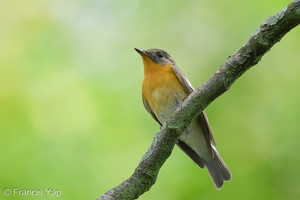 Mugimaki Flycatcher-121123-103EOS1D-FY1X8574-W.jpg (4270 visits) Mugimaki Flycatcher at Bidadari Mugimaki Flycatcher-121123-103EOS1D-FY1X8574-W.jpg