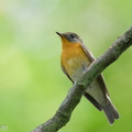 Mugimaki_Flycatcher-121123-103EOS1D-FY1X8574-W.jpg