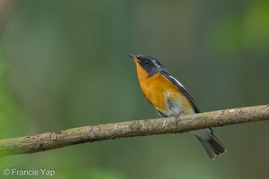 Mugimaki Flycatcher-181126-114ND500-FYP_1316-W.jpg (4297 visits) Mugimaki Flycatcher at Telok Blangah Hill Park Mugimaki Flycatcher-181126-114ND500-FYP_1316-W.jpg