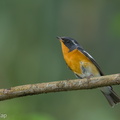 Mugimaki_Flycatcher-181126-114ND500-FYP_1316-W.jpg