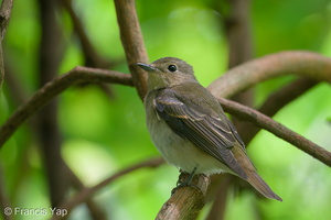 Narcissus Flycatcher-201119-124MSDCF-FYP08964-W.jpg (4426 visits) Narcissus Flycatcher at Dairy Farm Nature Park Narcissus Flycatcher-201119-124MSDCF-FYP08964-W.jpg
