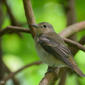 Narcissus_Flycatcher-201119-124MSDCF-FYP08964-W.jpg