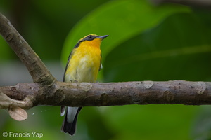 Narcissus Flycatcher-201204-104CANON-FY5R9538-W.jpg