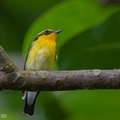 Narcissus Flycatcher-201204-104CANON-FY5R9538-W.jpg