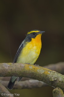 Narcissus Flycatcher-201206-105CANON-FY5R0697-W.jpg