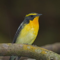 Narcissus_Flycatcher-201206-105CANON-FY5R0697-W.jpg
