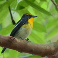 Narcissus_Flycatcher-250325-101FRYAP-FYA02247-W.jpg