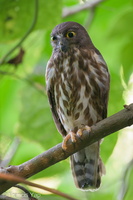 Northern Boobook-200317-113MSDCF-FYP01002-W.jpg