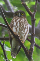 Northern Boobook-241012-247MSDCF-FYP00545-W.jpg