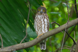 Northern Boobook-251206-141FRYAP-FYA06420-W.jpg