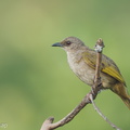 Olive-winged_Bulbul-120504-110EOS1D-FYAP9734-W.jpg