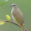 Olive-winged_Bulbul-140115-112EOS1D-FY1X8413-W.jpg