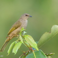 Olive-winged_Bulbul-200203-111MSDCF-FYP06216-W.jpg