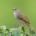 Olive-winged_Bulbul-220311-142MSDCF-FRY01097-W.jpg