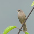 Olive-winged_Bulbul-220909-153MSDCF-FYP05122-W.jpg