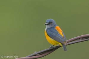 Orange-bellied Flowerpecker-131226-112EOS1D-FY1X5533-W.jpg (4571 visits) Orange-bellied Flowerpecker at Jelutong Tower Orange-bellied Flowerpecker-131226-112EOS1D-FY1X5533-W.jpg