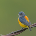 Orange-bellied_Flowerpecker-131226-112EOS1D-FY1X5533-W.jpg