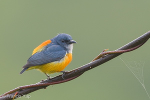 Orange-bellied Flowerpecker-180119-107ND500-FYP_5716-W.jpg (4309 visits) Orange-bellied Flowerpecker at jelutong Tower Orange-bellied Flowerpecker-180119-107ND500-FYP_5716-W.jpg
