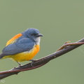 Orange-bellied Flowerpecker-180119-107ND500-FYP_5716-W.jpg