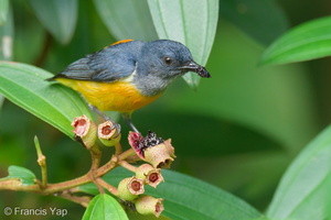 Orange-bellied Flowerpecker-210524-111MSDCF-FRY01473-W.jpg (4343 visits) Orange-bellied Flowerpecker at Bukit Timah summit Orange-bellied Flowerpecker-210524-111MSDCF-FRY01473-W.jpg