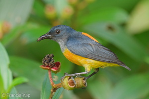 Orange-bellied Flowerpecker-210607-112MSDCF-FRY06843-W.jpg