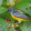 Orange-bellied_Flowerpecker-210607-112MSDCF-FRY06843-W.jpg