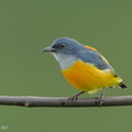 Orange-bellied_Flowerpecker-211112-128MSDCF-FRY02488-W.jpg
