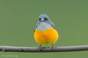 Orange-bellied Flowerpecker-211112-128MSDCF-FRY02655-W.jpg (1301 visits) Orange-bellied Flowerpecker at Jelutong Tower Orange-bellied Flowerpecker-211112-128MSDCF-FRY02655-W.jpg