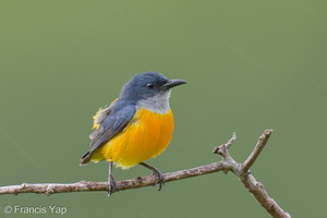 Orange-bellied Flowerpecker-250411-102FRYAP-FYA07654-W.jpg (1535 visits) Orange-bellied Flowerpecker at Jelutong Tower Orange-bellied Flowerpecker-250411-102FRYAP-FYA07654-W.jpg