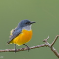 Orange-bellied_Flowerpecker-250411-102FRYAP-FYA07654-W.jpg