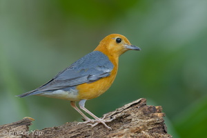 Orange-headed Thrush-150225-120EOS1D-FY1X2223-W.jpg