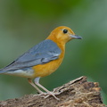 Orange-headed_Thrush-150225-120EOS1D-FY1X2223-W.jpg