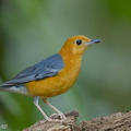 Orange-headed Thrush-150225-120EOS1D-FY1X2372-W.jpg