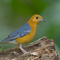 Orange-headed_Thrush-150225-120EOS1D-FY1X2612-W.jpg