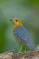 Orange-headed Thrush-150225-120EOS1D-FY1X2719-W.jpg