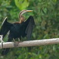 Oriental_Darter-140808-100CANON-IMG_4273-W.jpg