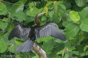 Oriental Darter-180911-106EOS7D-FY7D0522-W.jpg (4220 visits) Oriental Darter at Singapore Quarry Oriental Darter-180911-106EOS7D-FY7D0522-W.jpg