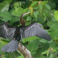 Oriental_Darter-180911-106EOS7D-FY7D0522-W.jpg