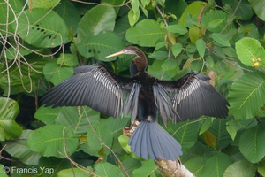 Oriental Darter-180917-110ND500-FYP_8527-W.jpg (4260 visits) Oriental Darter at Singapore Quarry Oriental Darter-180917-110ND500-FYP_8527-W.jpg