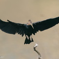 Oriental_Darter-200303-112MSDCF-FYP07883-W.jpg