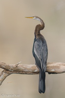 Oriental Darter-210301-100MSDCF-FRY07662-W.jpg (4485 visits) Oriental Darter at Hindhede Quarry Oriental Darter-210301-100MSDCF-FRY07662-W.jpg