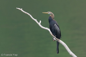 Oriental Darter-251112-132FRYAP-FYA01777-W.jpg