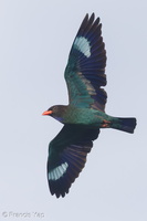 Oriental Dollarbird-170222-109EOS1D-F1X29159-W.jpg (4372 visits) Oriental Dollarbird at Jelutong Tower Oriental Dollarbird-170222-109EOS1D-F1X29159-W.jpg