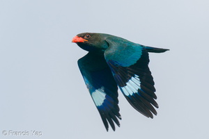 Oriental Dollarbird-200413-115MSDCF-FYP05189-W.jpg (4516 visits) Oriental Dollarbird at Bukit Drive Oriental Dollarbird-200413-115MSDCF-FYP05189-W.jpg