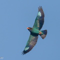 Oriental_Dollarbird-220401-143MSDCF-FRY08983-W.jpg